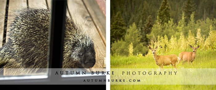 beanos cabin colorado wedding