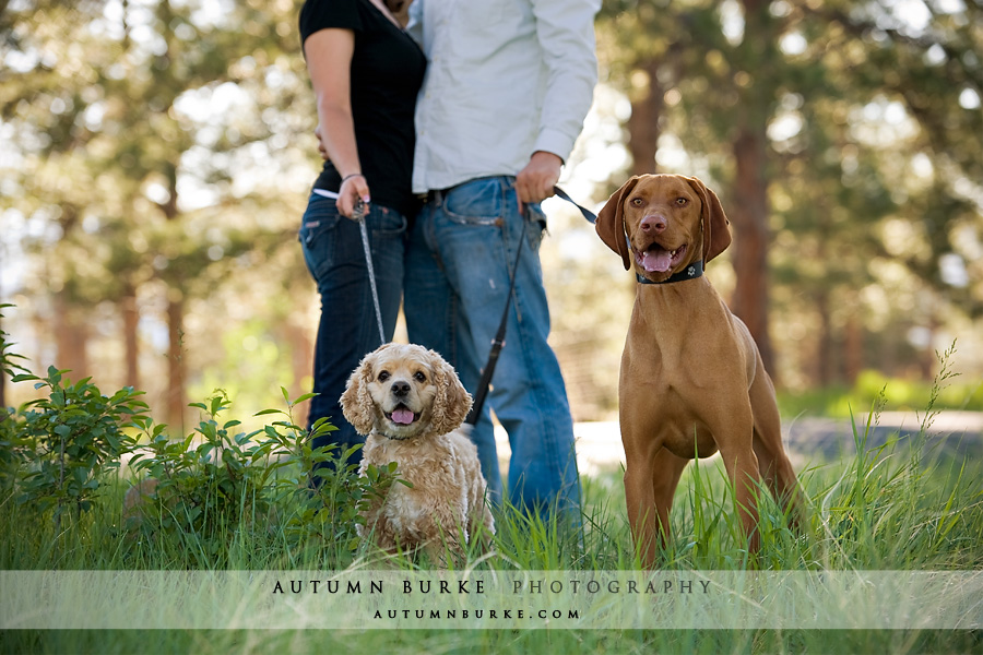 dogs colorado mountain engagement session