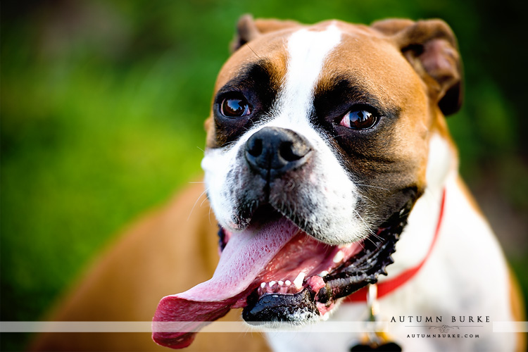 wash park denver colorado dog portrait