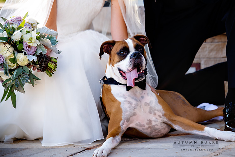 the sanctuary golf course sedalia colorado wedding dog portrait
