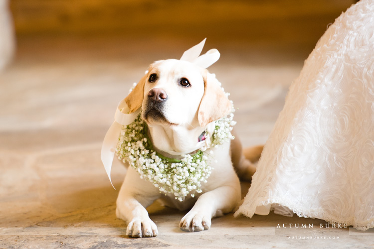 the sanctuary wedding castle pines colorado wedding puppy with floral garland