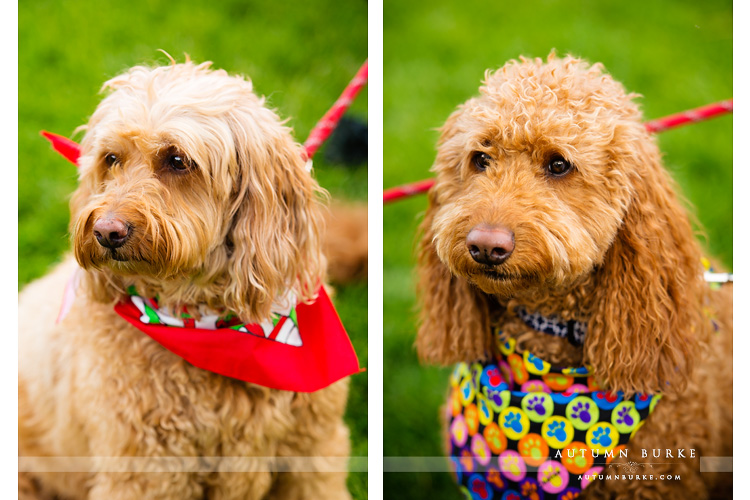 colorado mountain wedding beaver creek wedding rehearsal dogs