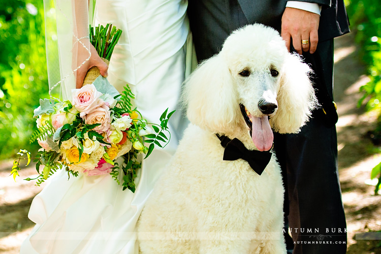 beaver creek wedding saddle ridge portrait of dog bride and groom