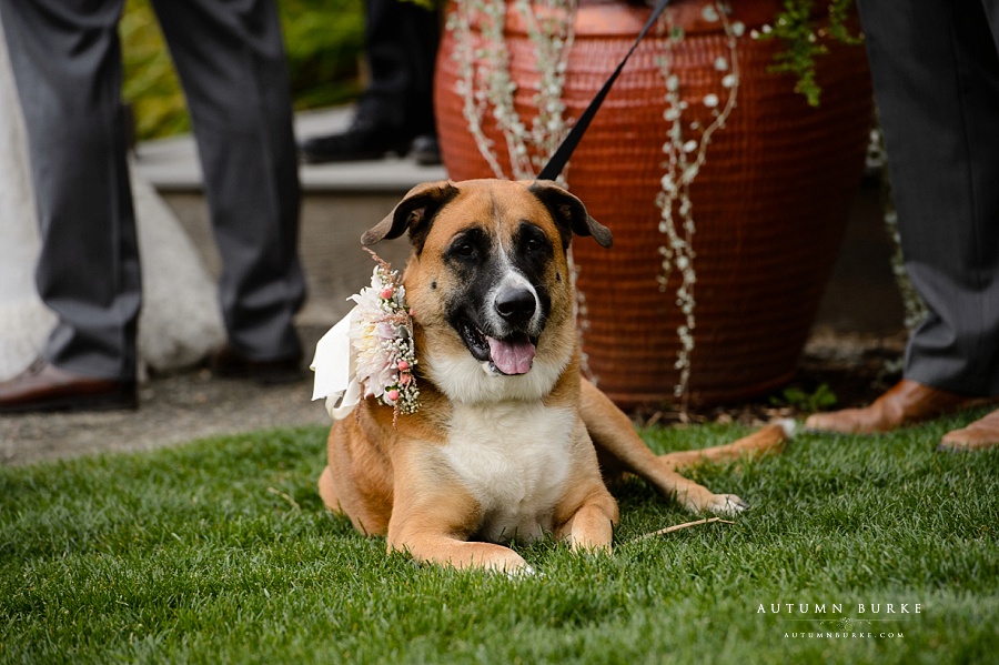 colorado wedding ceremony with dog denver botanic gardens chafield