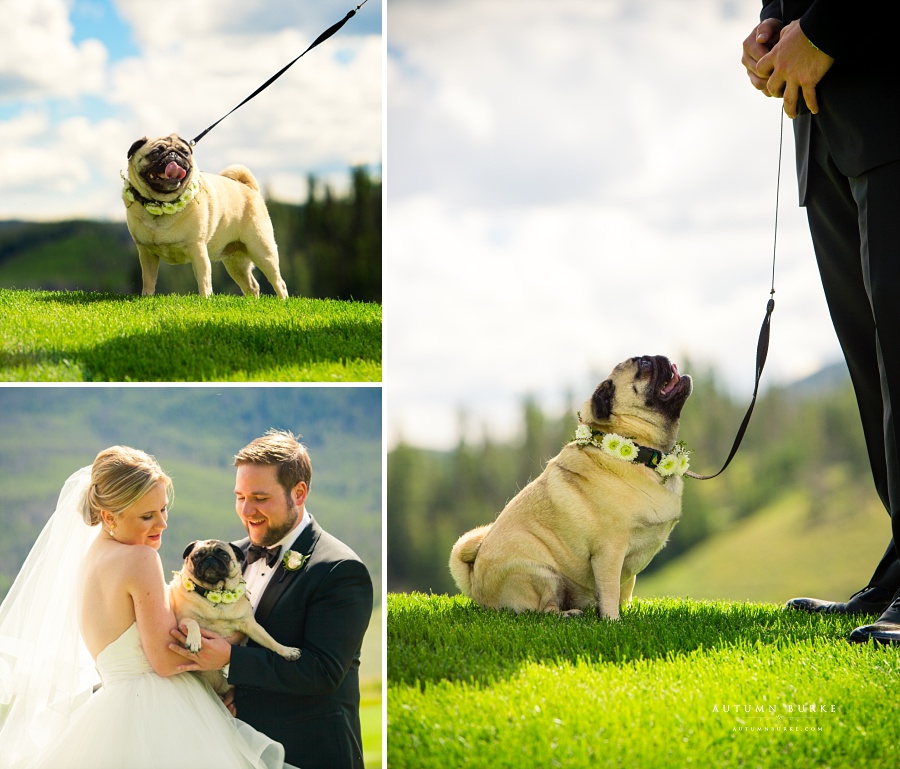 dog ring bearer keystone ranch colorado mountain wedding flower collar pug